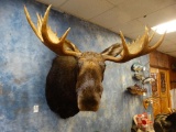 Alaskan Moose shoulder mount