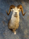 Stone Sheep shoulder mount