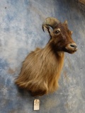 Beautiful Himalayan Tahr shoulder mount