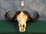 Cape Buffalo Skull