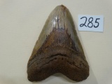 Giant Prehistoric Shark Tooth