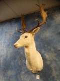 White Fallow Deer shoulder mount