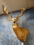 29pt. 225 + gross Whitetail Deer shoulder mount