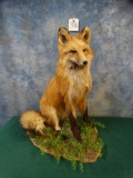 Red Fox Full Mount
