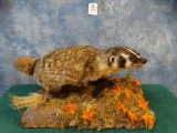 Large Badger Full Mount