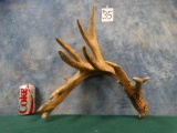 101 3/8 gross 3 lb. & 13 oz. Whitetail 12 pt. Deer Shed