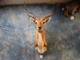 African Kafue Flats Lechwe shoulder mount