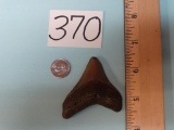 Prehistoric Sharks Tooth