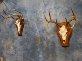 Pair of Texas Whitetail Deer European Mounts