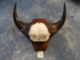 African Dwarf Forest Buffalo Horns on Panel