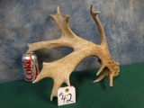 84 4/8 gross Whitetail Deer 13 point Shed