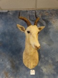 African White Blesbuck shoulder mount