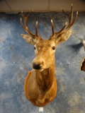 European 5 x 5 Red Stag shoulder mount