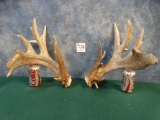 Massive Shed Whitetail Deer Antlers