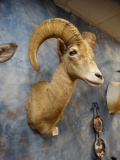 Desert Bighorn Sheep shoulder mount