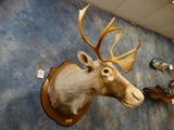 Newfoundland Canada Woodland Caribou shoulder mount (For Texas Residents Only)