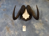 African Black Wildebeest Horns on Panel