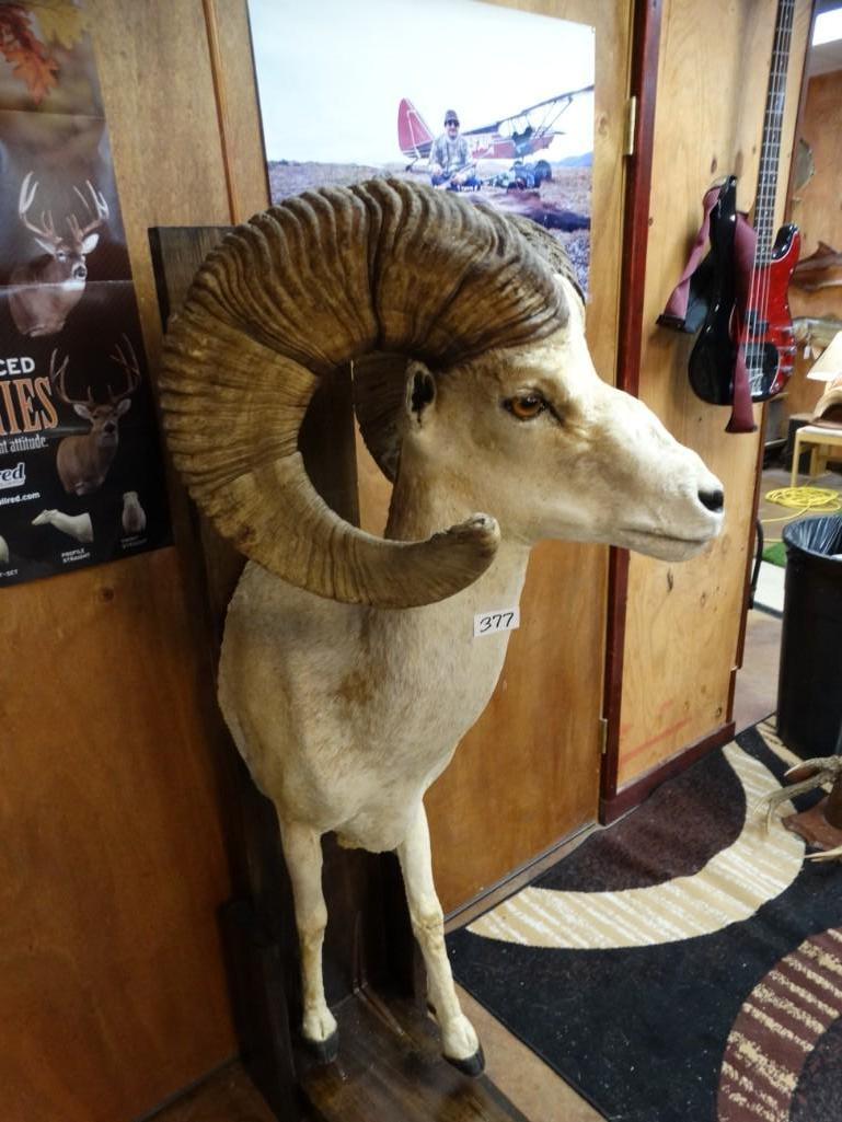High Altai Argali Sheep Half Body Mount ***Texas | Proxibid