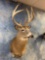 151 1/8 inch gross Wisconsin Whitetail Deer shoulder mount