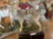 Excellent Texas Coyote full body mount