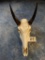 Nilgai Antelope Skull