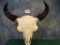 South Dakota Boone & Crockett Record Book Bison Skull