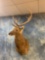Barasingha Deer shoulder mount (Texas Residents Only!!)