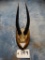 Menelik Bushbuck Horns on Plaque