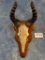 Western Hartebeest Partial Skull and Horns on Panel