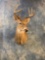 9 point Texas Whitetail Deer shoulder mount