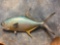 31 1/4 inch Fiberglass Permit Fish mount