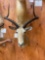 #6 All Time Record Book East African Impala shoulder mount