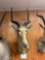 World Record Hunters Antelope 