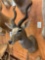 African Lesser Kudu shoulder mount
