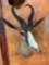 Rare! African Copper Springbuck shoulder mount