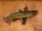 Quality 24 1/2 inch Real Skin Brown Trout fish mount