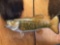 20 3/4 inch Real Skin 5 lb. Smallmouth Bass fish mount
