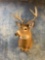 8 point Iowa Whitetail Deer shoulder mount