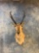 Pronghorn Antelope shoulder mount
