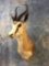 African Common Springbuck shoulder mount