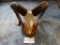 European Mouflon Ram Skull on Pedestal