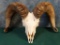 Desert Bighorn Sheep Skull