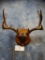 Sitka Blacktail Deer Antlers on Plaque