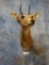 Chanler Mountain Reedbuck shoulder mount