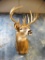 226 gross 18 point Huge Whitetail Buck shoulder mount