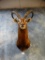 Beautiful Record Book Nile Lechwe shoulder mount (Texas Residents Only!!!)