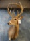 16 point Uvalde Co. Texas Whitetail Deer shoulder mount
