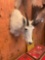Beautiful Rocky Mountain Goat shoulder mount
