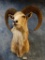 Beautiful Trans Caspian Urial shoulder mount (Texas Residents Only!!!)