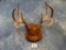 111 1/8 net B & C Record Book Coues Deer Antlers on Plaque